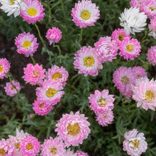 Everlastings - Daisy Seeds