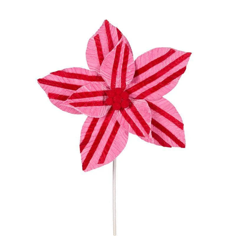 Pink & Red Stripe Poinsettia