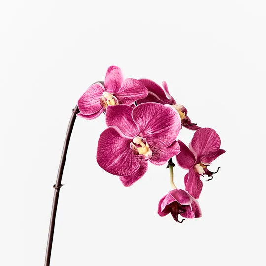 Orchid Fushia Faux Stem