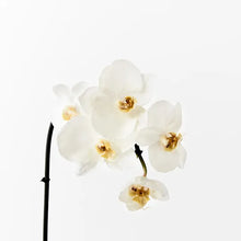 Orchid White Faux Stem
