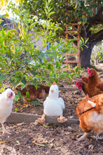 Henrietta the Hen Rattle - Cream